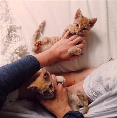 两只被遗弃的奶喵被这名妹纸捡到后,没想到竟是这样的“后果”!休闲区蓝鸢梦想 - Www.slyday.coM 两只被遗弃的奶喵被这名妹纸捡到后,没想到竟是这样的“后果”!休闲区蓝鸢梦想 - Www.slyday.coM