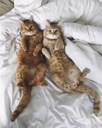 两只被遗弃的奶喵被这名妹纸捡到后,没想到竟是这样的“后果”!休闲区蓝鸢梦想 - Www.slyday.coM 两只被遗弃的奶喵被这名妹纸捡到后,没想到竟是这样的“后果”!休闲区蓝鸢梦想 - Www.slyday.coM