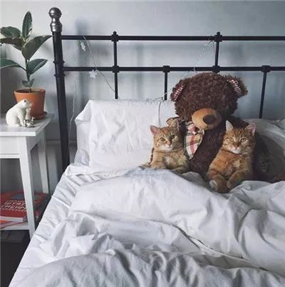 两只被遗弃的奶喵被这名妹纸捡到后,没想到竟是这样的“后果”!休闲区蓝鸢梦想 - Www.slyday.coM 两只被遗弃的奶喵被这名妹纸捡到后,没想到竟是这样的“后果”!休闲区蓝鸢梦想 - Www.slyday.coM