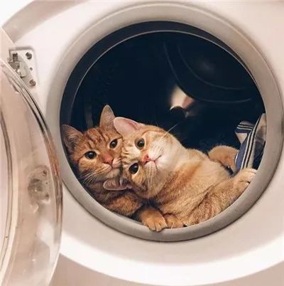 两只被遗弃的奶喵被这名妹纸捡到后,没想到竟是这样的“后果”!休闲区蓝鸢梦想 - Www.slyday.coM 两只被遗弃的奶喵被这名妹纸捡到后,没想到竟是这样的“后果”!休闲区蓝鸢梦想 - Www.slyday.coM