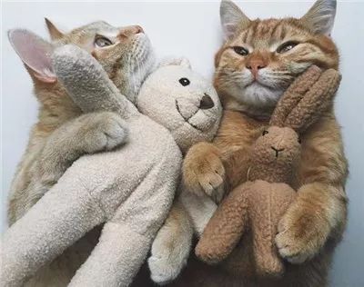 两只被遗弃的奶喵被这名妹纸捡到后,没想到竟是这样的“后果”!休闲区蓝鸢梦想 - Www.slyday.coM 两只被遗弃的奶喵被这名妹纸捡到后,没想到竟是这样的“后果”!休闲区蓝鸢梦想 - Www.slyday.coM