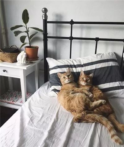 两只被遗弃的奶喵被这名妹纸捡到后,没想到竟是这样的“后果”!休闲区蓝鸢梦想 - Www.slyday.coM 两只被遗弃的奶喵被这名妹纸捡到后,没想到竟是这样的“后果”!休闲区蓝鸢梦想 - Www.slyday.coM