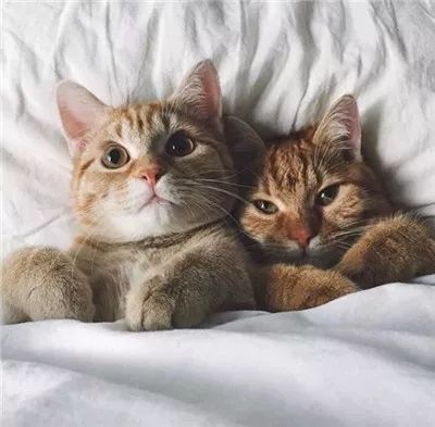 两只被遗弃的奶喵被这名妹纸捡到后,没想到竟是这样的“后果”!休闲区蓝鸢梦想 - Www.slyday.coM 两只被遗弃的奶喵被这名妹纸捡到后,没想到竟是这样的“后果”!休闲区蓝鸢梦想 - Www.slyday.coM