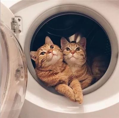 两只被遗弃的奶喵被这名妹纸捡到后,没想到竟是这样的“后果”!休闲区蓝鸢梦想 - Www.slyday.coM 两只被遗弃的奶喵被这名妹纸捡到后,没想到竟是这样的“后果”!休闲区蓝鸢梦想 - Www.slyday.coM