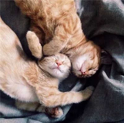 两只被遗弃的奶喵被这名妹纸捡到后,没想到竟是这样的“后果”!休闲区蓝鸢梦想 - Www.slyday.coM 两只被遗弃的奶喵被这名妹纸捡到后,没想到竟是这样的“后果”!休闲区蓝鸢梦想 - Www.slyday.coM