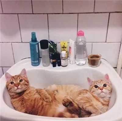 两只被遗弃的奶喵被这名妹纸捡到后,没想到竟是这样的“后果”!休闲区蓝鸢梦想 - Www.slyday.coM 两只被遗弃的奶喵被这名妹纸捡到后,没想到竟是这样的“后果”!休闲区蓝鸢梦想 - Www.slyday.coM