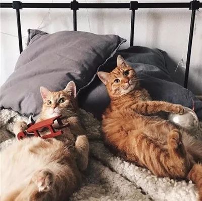 两只被遗弃的奶喵被这名妹纸捡到后,没想到竟是这样的“后果”!休闲区蓝鸢梦想 - Www.slyday.coM 两只被遗弃的奶喵被这名妹纸捡到后,没想到竟是这样的“后果”!休闲区蓝鸢梦想 - Www.slyday.coM