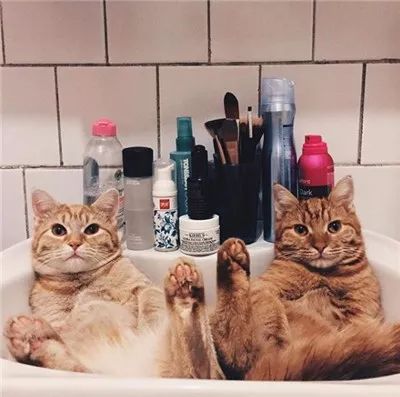 两只被遗弃的奶喵被这名妹纸捡到后,没想到竟是这样的“后果”!休闲区蓝鸢梦想 - Www.slyday.coM 两只被遗弃的奶喵被这名妹纸捡到后,没想到竟是这样的“后果”!休闲区蓝鸢梦想 - Www.slyday.coM