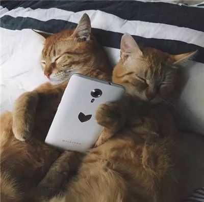 两只被遗弃的奶喵被这名妹纸捡到后,没想到竟是这样的“后果”!休闲区蓝鸢梦想 - Www.slyday.coM 两只被遗弃的奶喵被这名妹纸捡到后,没想到竟是这样的“后果”!休闲区蓝鸢梦想 - Www.slyday.coM