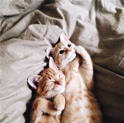 两只被遗弃的奶喵被这名妹纸捡到后,没想到竟是这样的“后果”!休闲区蓝鸢梦想 - Www.slyday.coM 两只被遗弃的奶喵被这名妹纸捡到后,没想到竟是这样的“后果”!休闲区蓝鸢梦想 - Www.slyday.coM