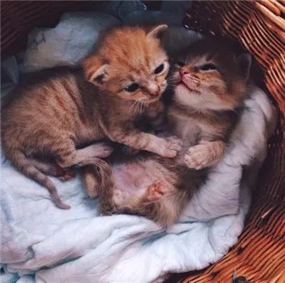 两只被遗弃的奶喵被这名妹纸捡到后,没想到竟是这样的“后果”!休闲区蓝鸢梦想 - Www.slyday.coM 两只被遗弃的奶喵被这名妹纸捡到后,没想到竟是这样的“后果”!休闲区蓝鸢梦想 - Www.slyday.coM