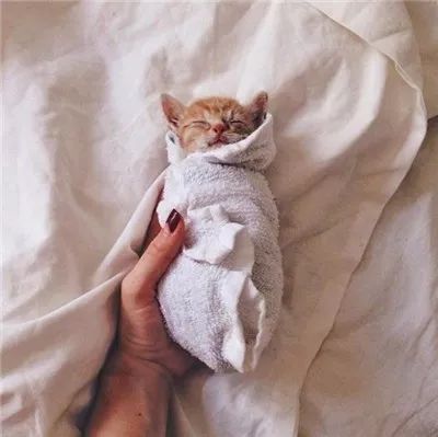 两只被遗弃的奶喵被这名妹纸捡到后,没想到竟是这样的“后果”!休闲区蓝鸢梦想 - Www.slyday.coM 两只被遗弃的奶喵被这名妹纸捡到后,没想到竟是这样的“后果”!休闲区蓝鸢梦想 - Www.slyday.coM