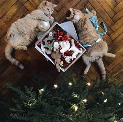 两只被遗弃的奶喵被这名妹纸捡到后,没想到竟是这样的“后果”!休闲区蓝鸢梦想 - Www.slyday.coM 两只被遗弃的奶喵被这名妹纸捡到后,没想到竟是这样的“后果”!休闲区蓝鸢梦想 - Www.slyday.coM