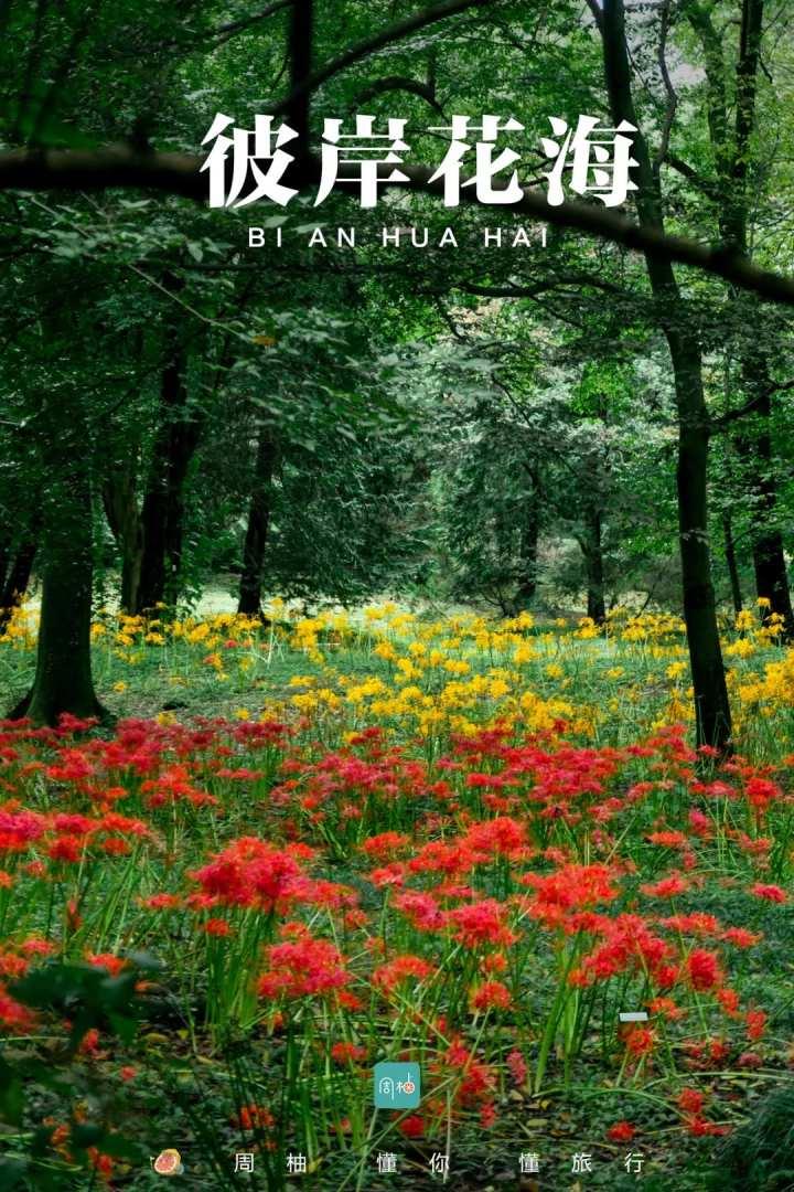 再不去就晚了!杭州植物园九月限定彼岸花,错过等一年休闲区蓝鸢梦想 - Www.slyday.coM 再不去就晚了!杭州植物园九月限定彼岸花,错过等一年休闲区蓝鸢梦想 - Www.slyday.coM