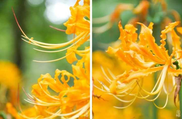 再不去就晚了!杭州植物园九月限定彼岸花,错过等一年休闲区蓝鸢梦想 - Www.slyday.coM 再不去就晚了!杭州植物园九月限定彼岸花,错过等一年休闲区蓝鸢梦想 - Www.slyday.coM