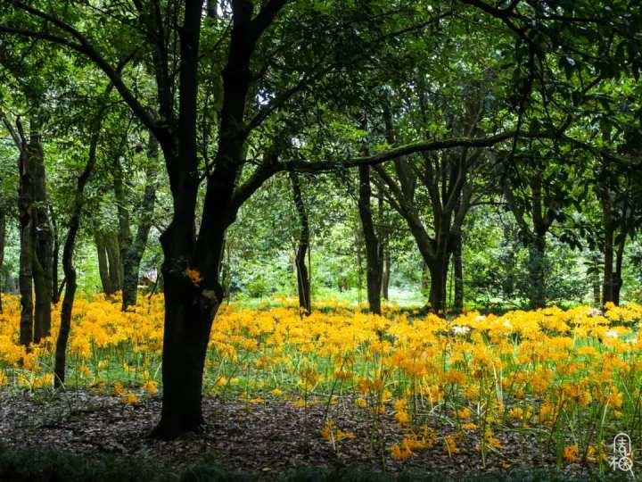 再不去就晚了!杭州植物园九月限定彼岸花,错过等一年休闲区蓝鸢梦想 - Www.slyday.coM 再不去就晚了!杭州植物园九月限定彼岸花,错过等一年休闲区蓝鸢梦想 - Www.slyday.coM