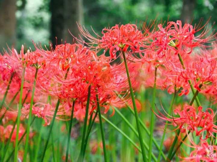 再不去就晚了!杭州植物园九月限定彼岸花,错过等一年休闲区蓝鸢梦想 - Www.slyday.coM 再不去就晚了!杭州植物园九月限定彼岸花,错过等一年休闲区蓝鸢梦想 - Www.slyday.coM