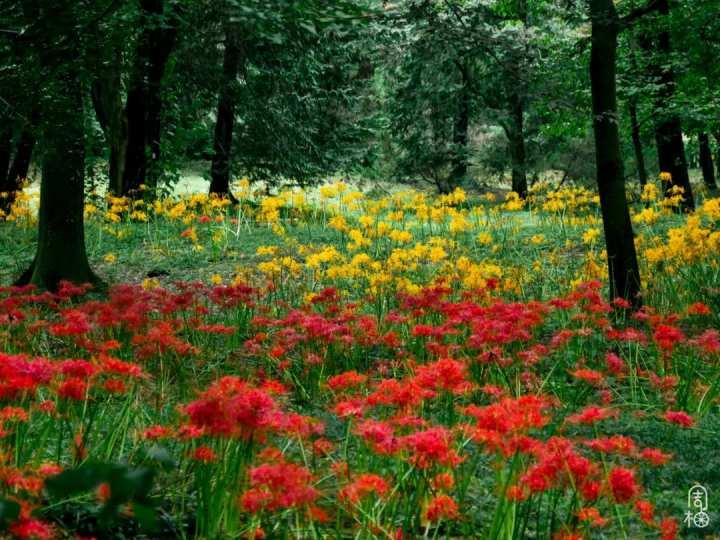再不去就晚了!杭州植物园九月限定彼岸花,错过等一年休闲区蓝鸢梦想 - Www.slyday.coM 再不去就晚了!杭州植物园九月限定彼岸花,错过等一年休闲区蓝鸢梦想 - Www.slyday.coM