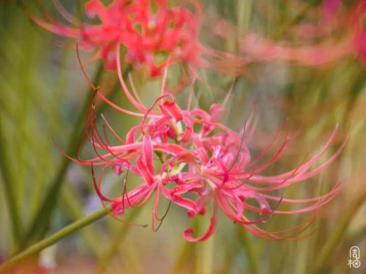 再不去就晚了!杭州植物园九月限定彼岸花,错过等一年休闲区蓝鸢梦想 - Www.slyday.coM 再不去就晚了!杭州植物园九月限定彼岸花,错过等一年休闲区蓝鸢梦想 - Www.slyday.coM
