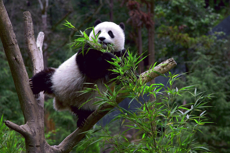 萌爆了!他用30年拍下10万张大熊猫“私密照”休闲区蓝鸢梦想 - Www.slyday.coM 萌爆了!他用30年拍下10万张大熊猫“私密照”休闲区蓝鸢梦想 - Www.slyday.coM