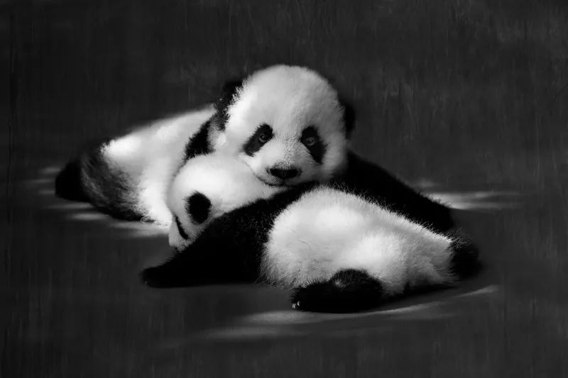 萌爆了!他用30年拍下10万张大熊猫“私密照”休闲区蓝鸢梦想 - Www.slyday.coM 萌爆了!他用30年拍下10万张大熊猫“私密照”休闲区蓝鸢梦想 - Www.slyday.coM