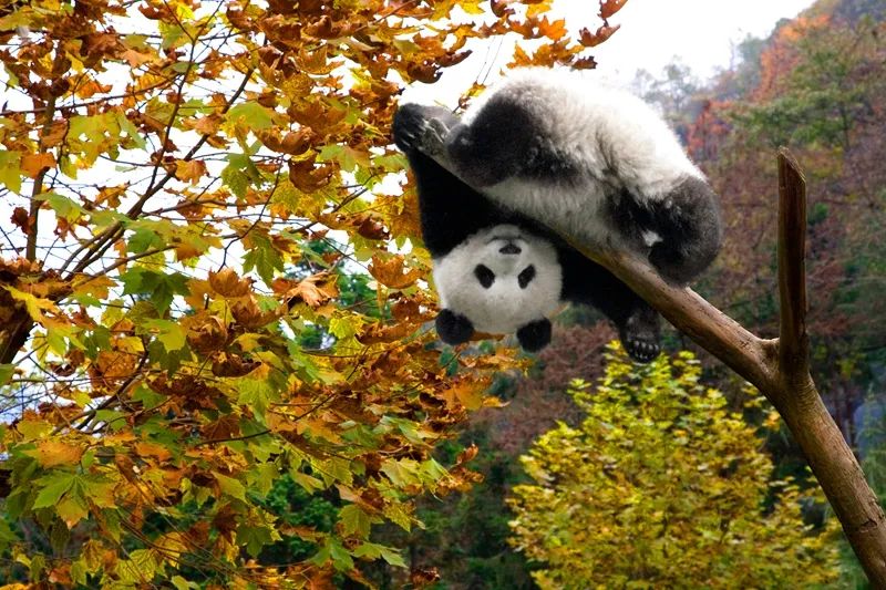 萌爆了!他用30年拍下10万张大熊猫“私密照”休闲区蓝鸢梦想 - Www.slyday.coM 萌爆了!他用30年拍下10万张大熊猫“私密照”休闲区蓝鸢梦想 - Www.slyday.coM