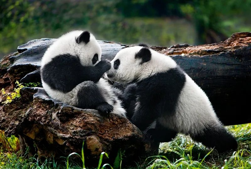 萌爆了!他用30年拍下10万张大熊猫“私密照”休闲区蓝鸢梦想 - Www.slyday.coM 萌爆了!他用30年拍下10万张大熊猫“私密照”休闲区蓝鸢梦想 - Www.slyday.coM