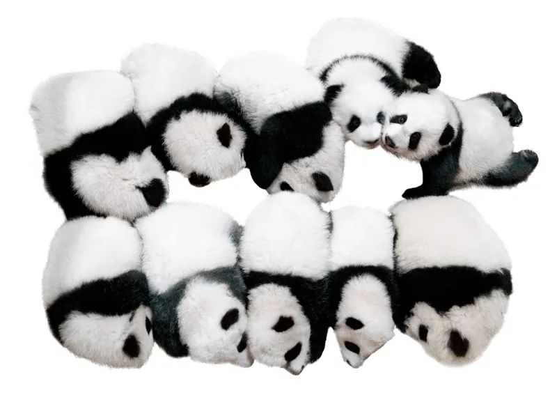 萌爆了!他用30年拍下10万张大熊猫“私密照”休闲区蓝鸢梦想 - Www.slyday.coM 萌爆了!他用30年拍下10万张大熊猫“私密照”休闲区蓝鸢梦想 - Www.slyday.coM