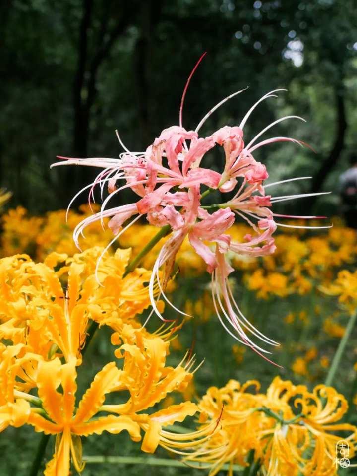 再不去就晚了!杭州植物园九月限定彼岸花,错过等一年休闲区蓝鸢梦想 - Www.slyday.coM 再不去就晚了!杭州植物园九月限定彼岸花,错过等一年休闲区蓝鸢梦想 - Www.slyday.coM