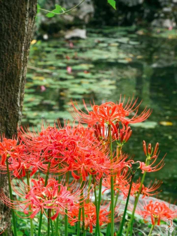 再不去就晚了!杭州植物园九月限定彼岸花,错过等一年休闲区蓝鸢梦想 - Www.slyday.coM 再不去就晚了!杭州植物园九月限定彼岸花,错过等一年休闲区蓝鸢梦想 - Www.slyday.coM