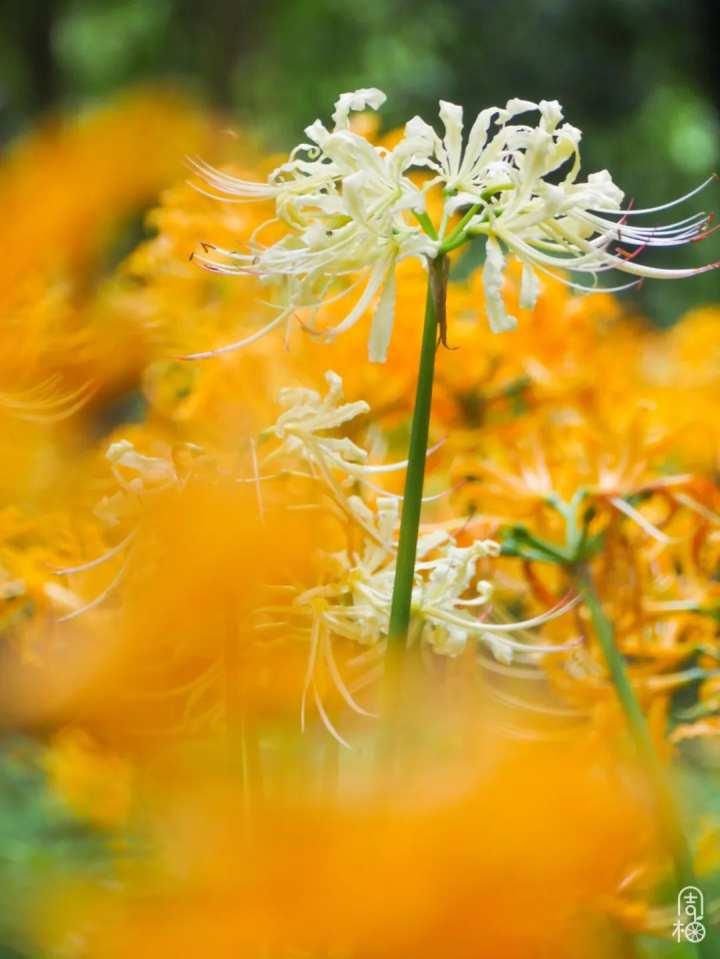 再不去就晚了!杭州植物园九月限定彼岸花,错过等一年休闲区蓝鸢梦想 - Www.slyday.coM 再不去就晚了!杭州植物园九月限定彼岸花,错过等一年休闲区蓝鸢梦想 - Www.slyday.coM