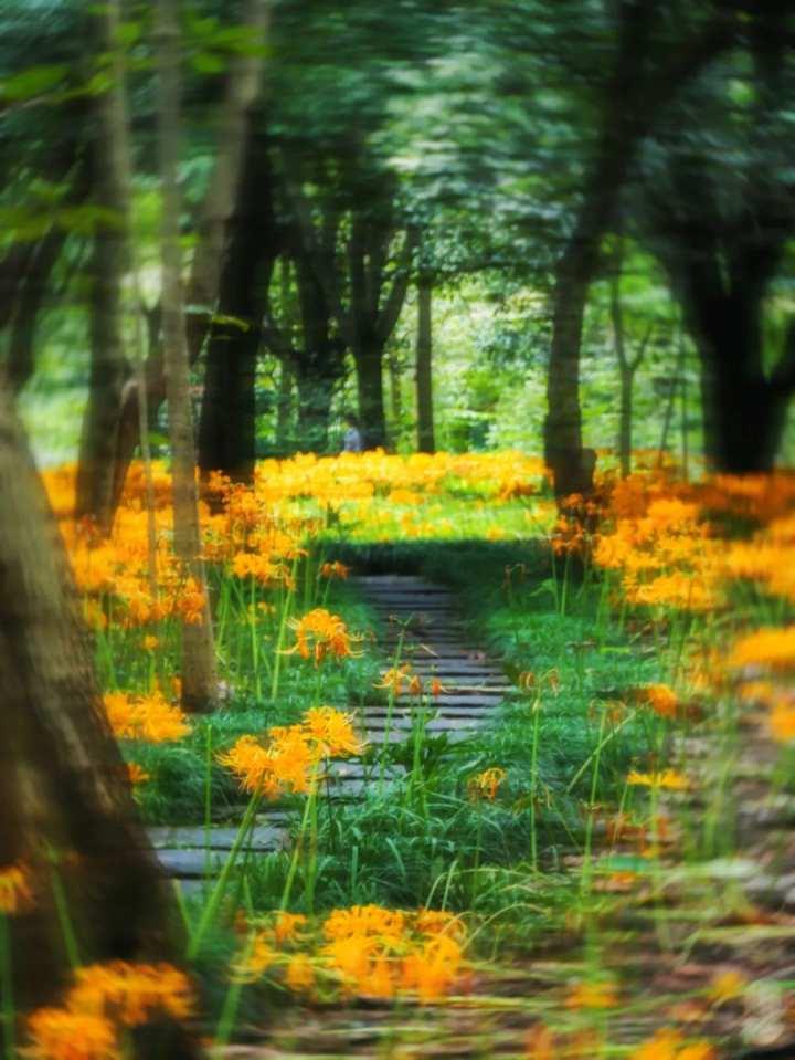 再不去就晚了!杭州植物园九月限定彼岸花,错过等一年休闲区蓝鸢梦想 - Www.slyday.coM 再不去就晚了!杭州植物园九月限定彼岸花,错过等一年休闲区蓝鸢梦想 - Www.slyday.coM
