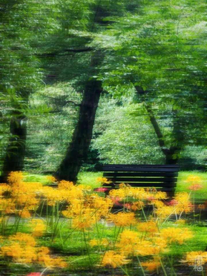 再不去就晚了!杭州植物园九月限定彼岸花,错过等一年休闲区蓝鸢梦想 - Www.slyday.coM 再不去就晚了!杭州植物园九月限定彼岸花,错过等一年休闲区蓝鸢梦想 - Www.slyday.coM