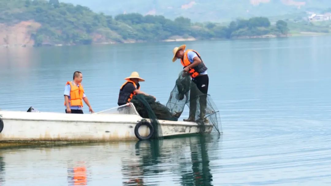 澄碧河水库首次收网回捕,被放生“清道夫”还未捕到休闲区蓝鸢梦想 - Www.slyday.coM 澄碧河水库首次收网回捕,被放生“清道夫”还未捕到休闲区蓝鸢梦想 - Www.slyday.coM