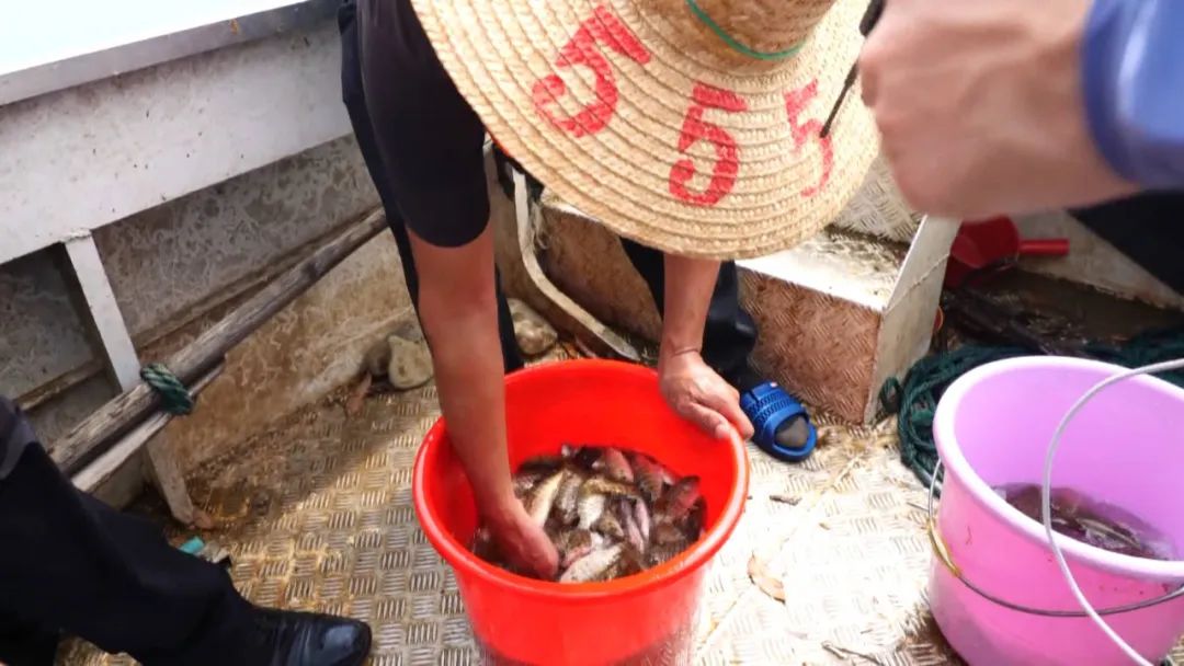 澄碧河水库首次收网回捕,被放生“清道夫”还未捕到休闲区蓝鸢梦想 - Www.slyday.coM 澄碧河水库首次收网回捕,被放生“清道夫”还未捕到休闲区蓝鸢梦想 - Www.slyday.coM