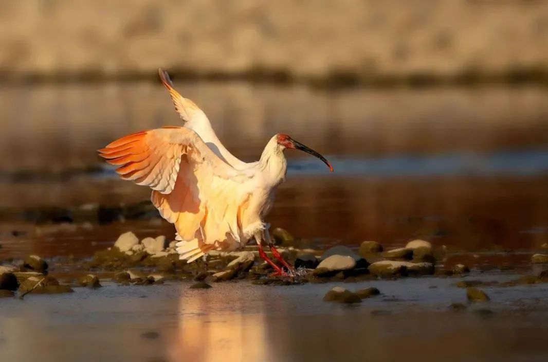 国庆最具性价比的亲子营来了!去隐世小山村,共赴一场稻田音乐会休闲区蓝鸢梦想 - Www.slyday.coM 国庆最具性价比的亲子营来了!去隐世小山村,共赴一场稻田音乐会休闲区蓝鸢梦想 - Www.slyday.coM