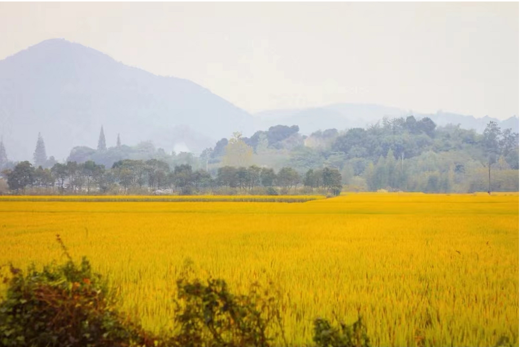 国庆最具性价比的亲子营来了!去隐世小山村,共赴一场稻田音乐会休闲区蓝鸢梦想 - Www.slyday.coM 国庆最具性价比的亲子营来了!去隐世小山村,共赴一场稻田音乐会休闲区蓝鸢梦想 - Www.slyday.coM