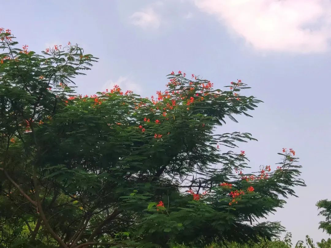 “花”现榕城丨反季开花,再不来你们就要错过我了!休闲区蓝鸢梦想 - Www.slyday.coM “花”现榕城丨反季开花,再不来你们就要错过我了!休闲区蓝鸢梦想 - Www.slyday.coM