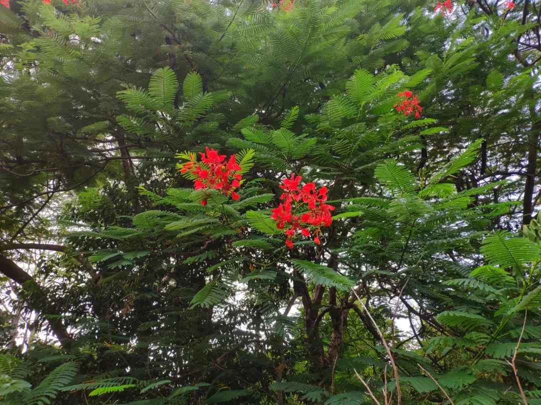 “花”现榕城丨反季开花,再不来你们就要错过我了!休闲区蓝鸢梦想 - Www.slyday.coM “花”现榕城丨反季开花,再不来你们就要错过我了!休闲区蓝鸢梦想 - Www.slyday.coM