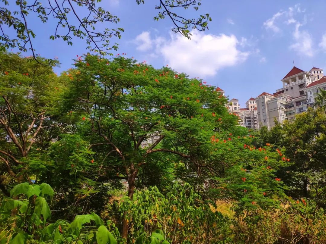 “花”现榕城丨反季开花,再不来你们就要错过我了!休闲区蓝鸢梦想 - Www.slyday.coM “花”现榕城丨反季开花,再不来你们就要错过我了!休闲区蓝鸢梦想 - Www.slyday.coM