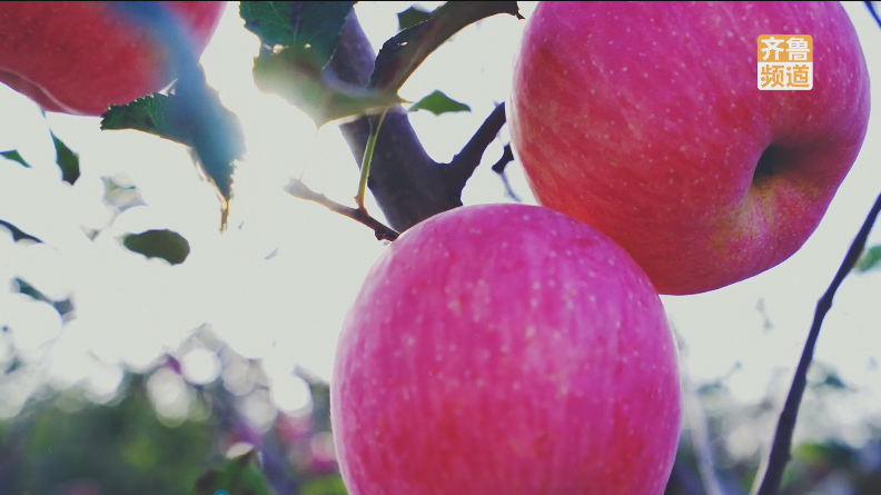 赤橙黄绿青蓝紫!山东丰收“色号”,你碗里的颜色山东都有休闲区蓝鸢梦想 - Www.slyday.coM 赤橙黄绿青蓝紫!山东丰收“色号”,你碗里的颜色山东都有休闲区蓝鸢梦想 - Www.slyday.coM