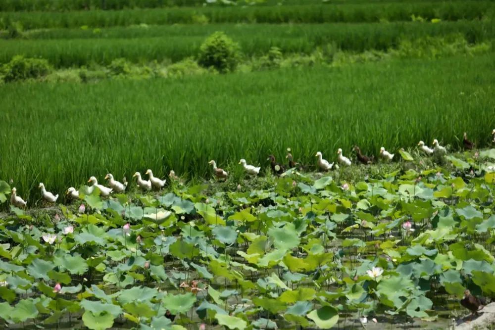 国庆最具性价比的亲子营来了!去隐世小山村,共赴一场稻田音乐会休闲区蓝鸢梦想 - Www.slyday.coM 国庆最具性价比的亲子营来了!去隐世小山村,共赴一场稻田音乐会休闲区蓝鸢梦想 - Www.slyday.coM