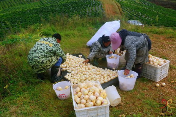就这样惊艳了秋天|这一抹“丰收黄”,便是云南最纯粹的秋色休闲区蓝鸢梦想 - Www.slyday.coM 就这样惊艳了秋天|这一抹“丰收黄”,便是云南最纯粹的秋色休闲区蓝鸢梦想 - Www.slyday.coM
