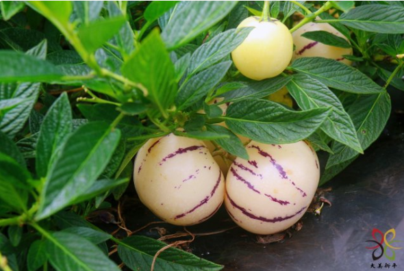 就这样惊艳了秋天|这一抹“丰收黄”,便是云南最纯粹的秋色休闲区蓝鸢梦想 - Www.slyday.coM 就这样惊艳了秋天|这一抹“丰收黄”,便是云南最纯粹的秋色休闲区蓝鸢梦想 - Www.slyday.coM