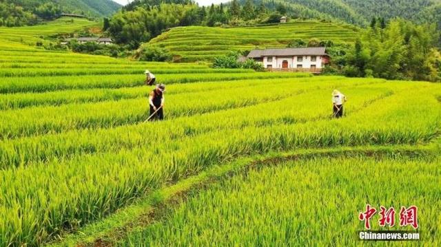 在安徽省黄山市歙县阳产村,村民正在土楼前晾晒农作物。中新社发 方也亚磊 摄 图片来源:CNSphoto