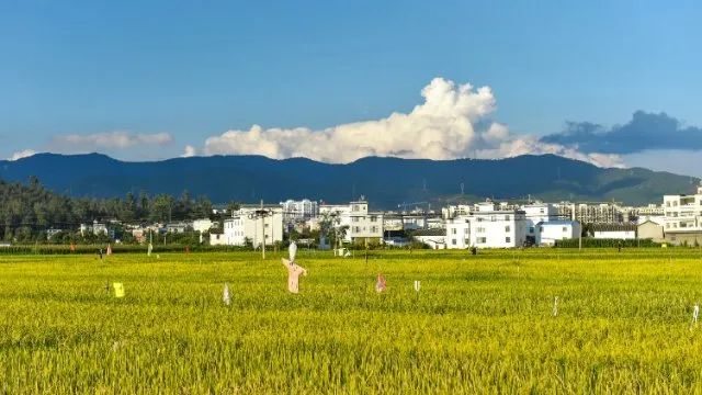 楚雄南华将于9月25日举行2022年中国农民丰收节庆祝活动休闲区蓝鸢梦想 - Www.slyday.coM 楚雄南华将于9月25日举行2022年中国农民丰收节庆祝活动休闲区蓝鸢梦想 - Www.slyday.coM