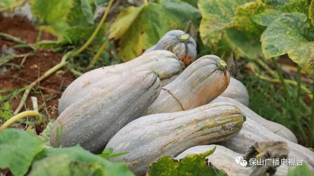 就这样惊艳了秋天|这一抹“丰收黄”,便是云南最纯粹的秋色休闲区蓝鸢梦想 - Www.slyday.coM 就这样惊艳了秋天|这一抹“丰收黄”,便是云南最纯粹的秋色休闲区蓝鸢梦想 - Www.slyday.coM