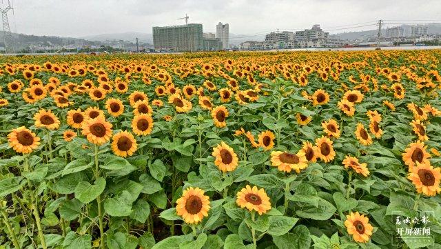 就这样惊艳了秋天|这一抹“丰收黄”,便是云南最纯粹的秋色休闲区蓝鸢梦想 - Www.slyday.coM 就这样惊艳了秋天|这一抹“丰收黄”,便是云南最纯粹的秋色休闲区蓝鸢梦想 - Www.slyday.coM