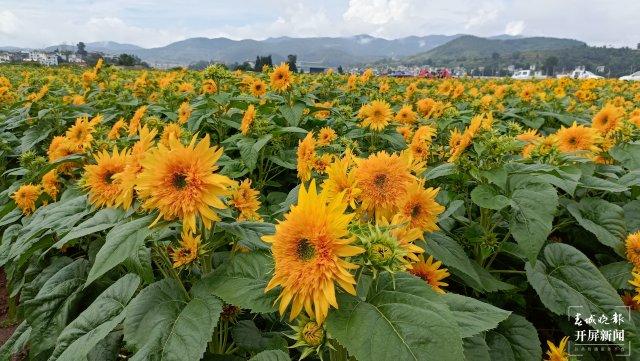 就这样惊艳了秋天|这一抹“丰收黄”,便是云南最纯粹的秋色休闲区蓝鸢梦想 - Www.slyday.coM 就这样惊艳了秋天|这一抹“丰收黄”,便是云南最纯粹的秋色休闲区蓝鸢梦想 - Www.slyday.coM