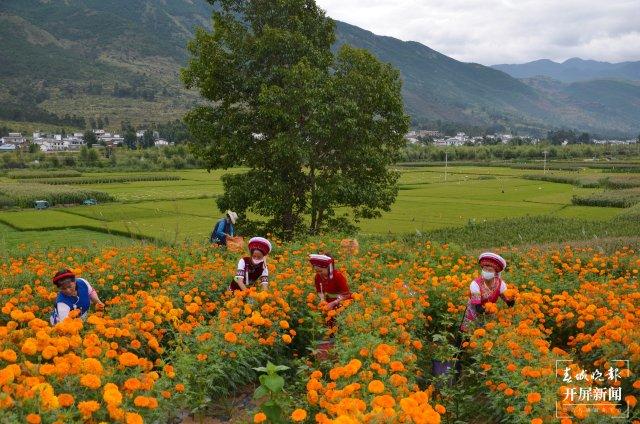 就这样惊艳了秋天|这一抹“丰收黄”,便是云南最纯粹的秋色休闲区蓝鸢梦想 - Www.slyday.coM 就这样惊艳了秋天|这一抹“丰收黄”,便是云南最纯粹的秋色休闲区蓝鸢梦想 - Www.slyday.coM